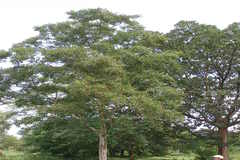 Lagerstroemia microcarpa